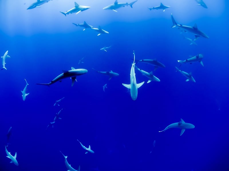 Swimming with Sharks in Bora Bora
